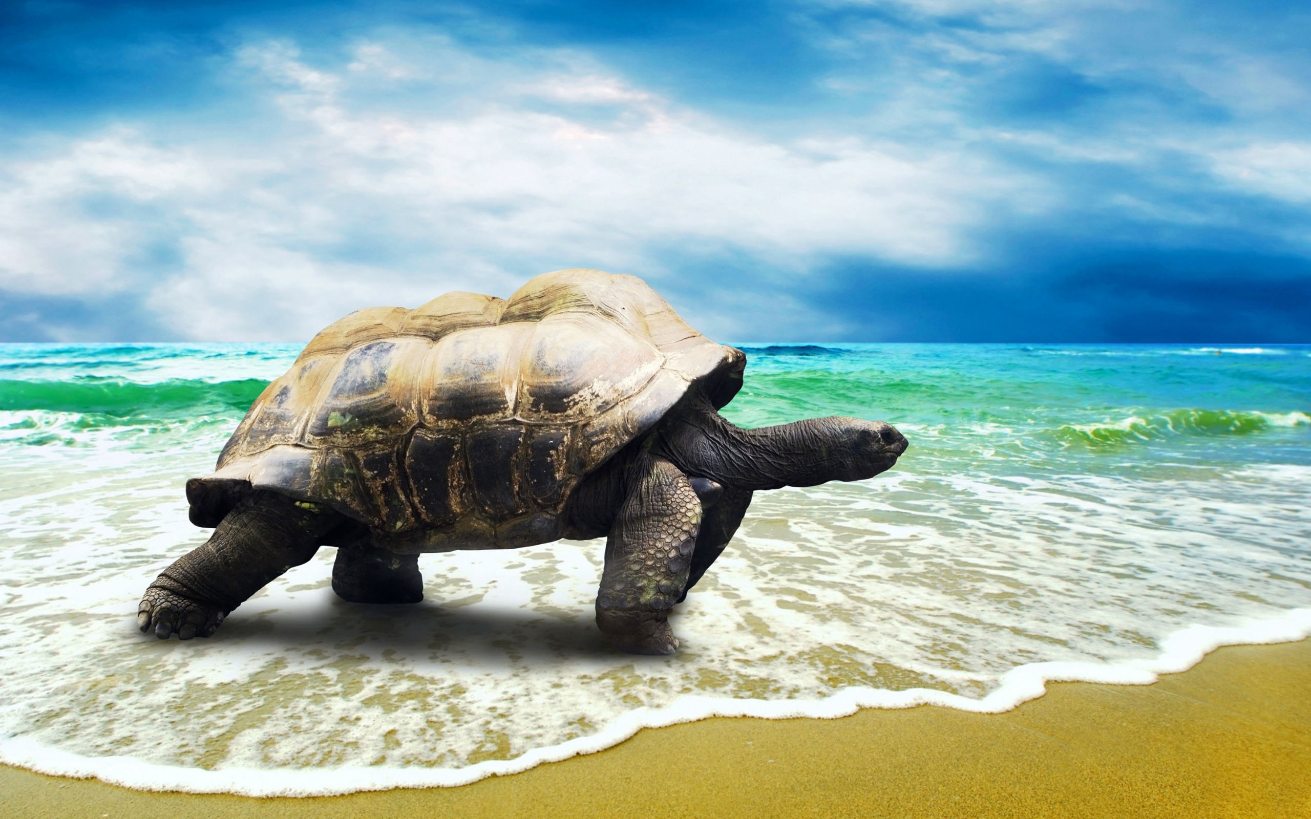 イメージ動物sea_turtle_walking_on_the_beach_sand-wide